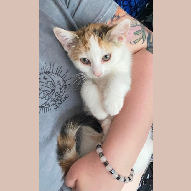 Photo of Jinx **2nd Chance Cat Rescue**