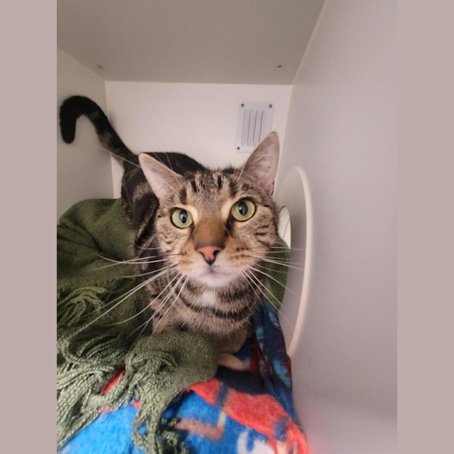Photo of Ollie 