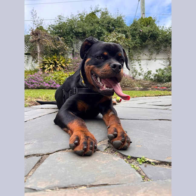Photo of Bosco