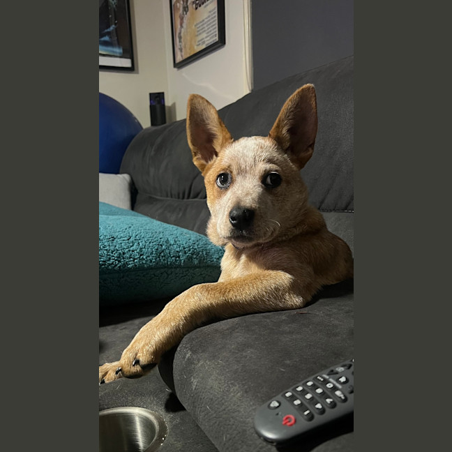 Photo of Echo
