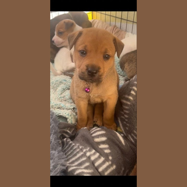 Photo of Lilly (Purple Collar)