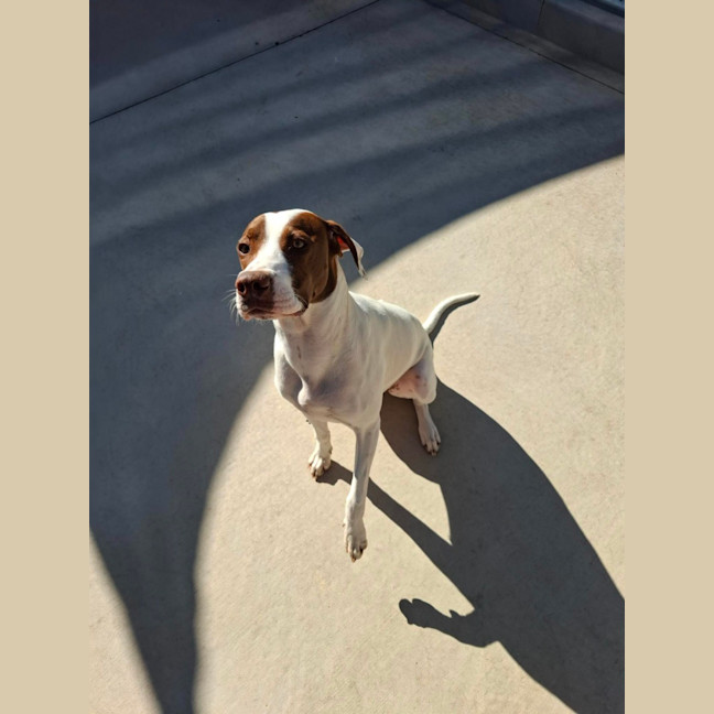Photo of Bella