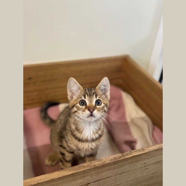 Photo of White Lotus