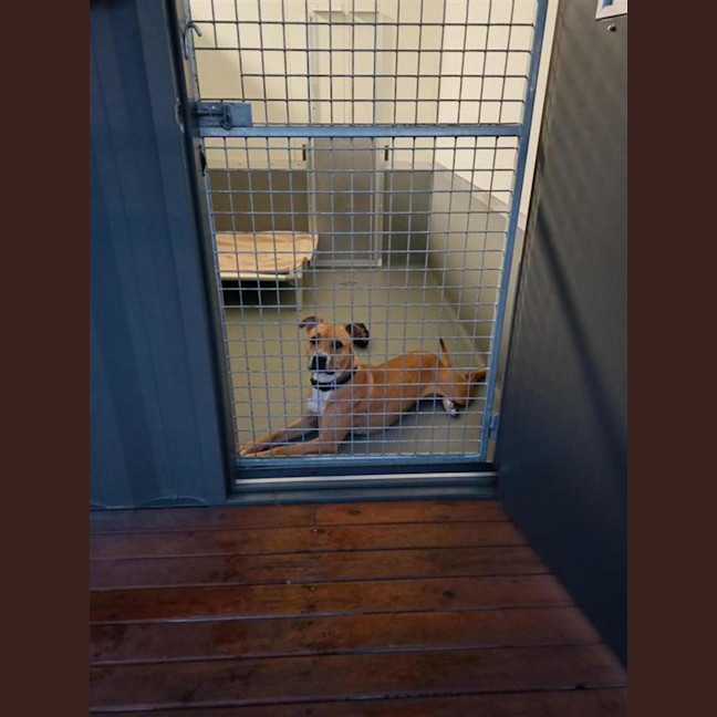 Photo of Poppy