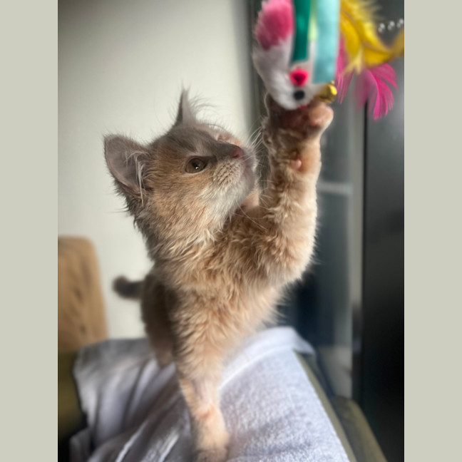 Photo of Cleo   Located In Kensington