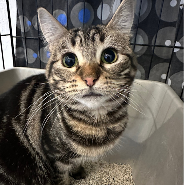 Photo of 🐭 Frankie🐭 