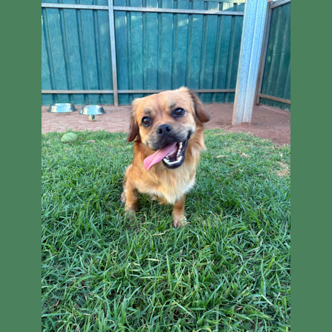 Photo of Barney