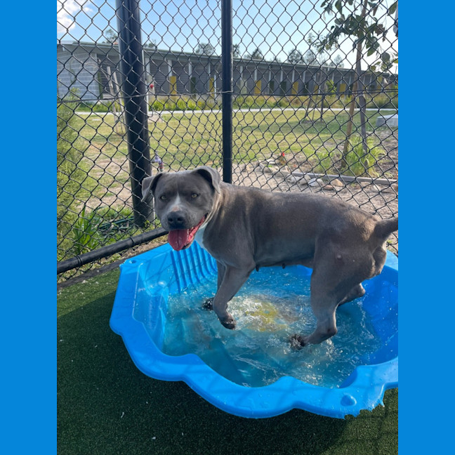 Photo of Zena Imp 1167