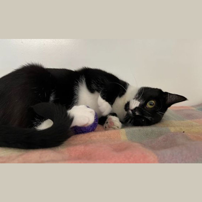Photo of Minerva