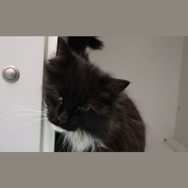 Photo of Cora