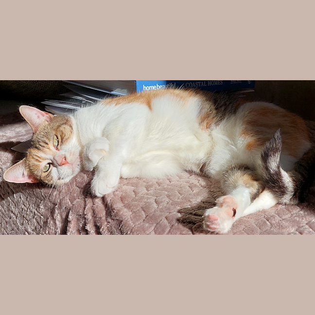 Photo of Princess