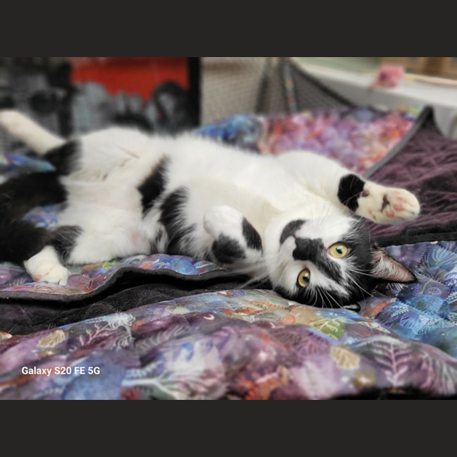 Photo of 🐈‍⬛ Blaze 💕