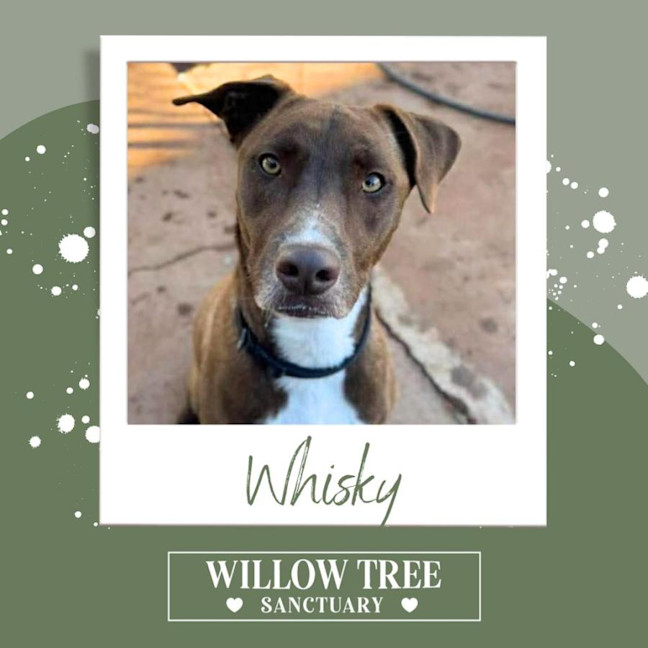 Photo of Whisky