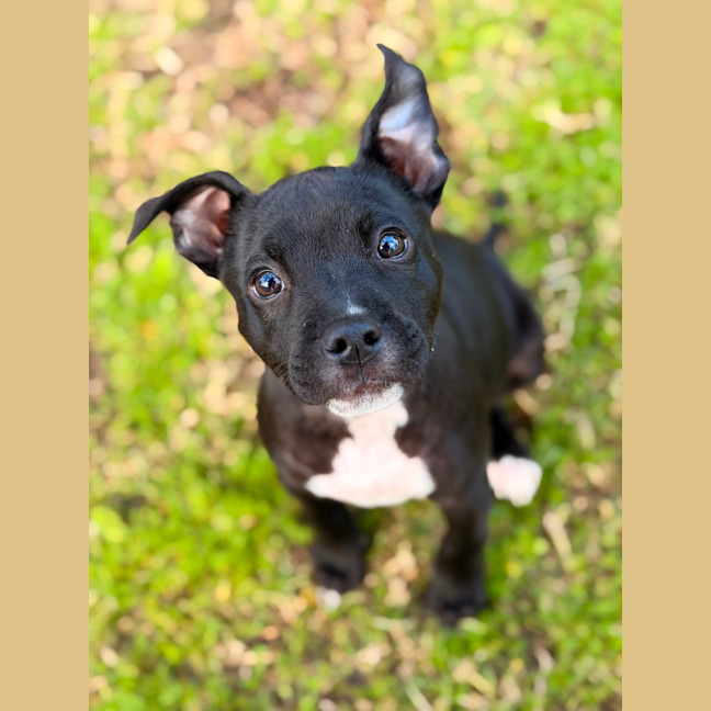 Photo of Tinka