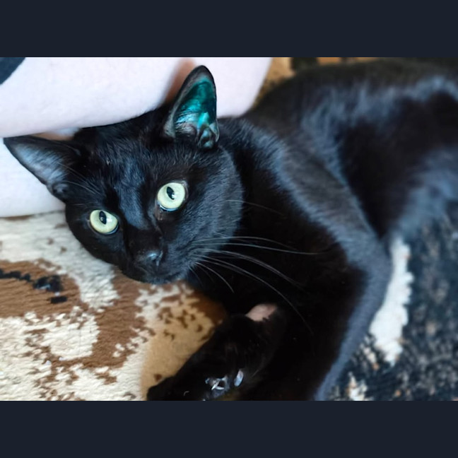 Photo of Vader