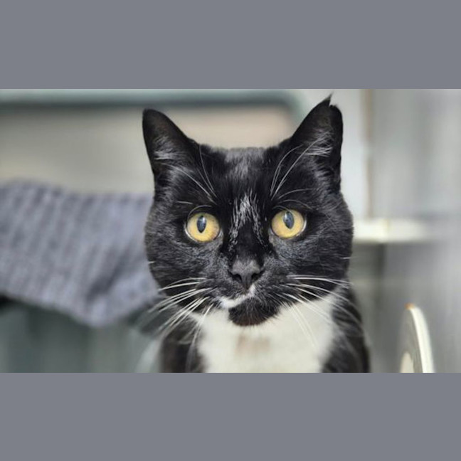 Photo of Smudge