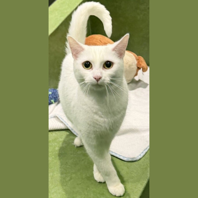 Photo of Nova