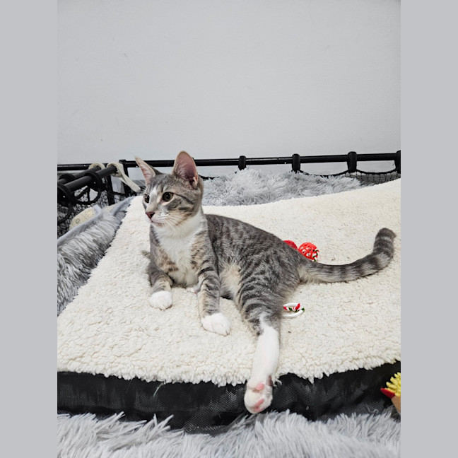 Photo of Mister