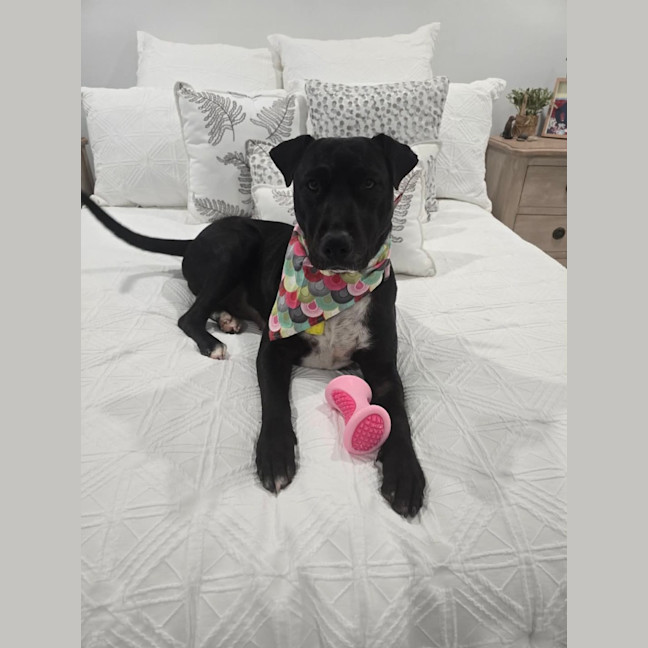 Photo of Opal