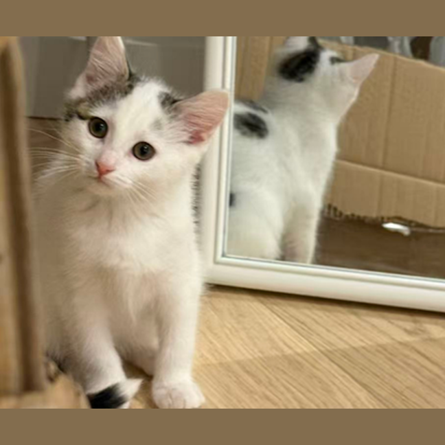 Photo of Mochi