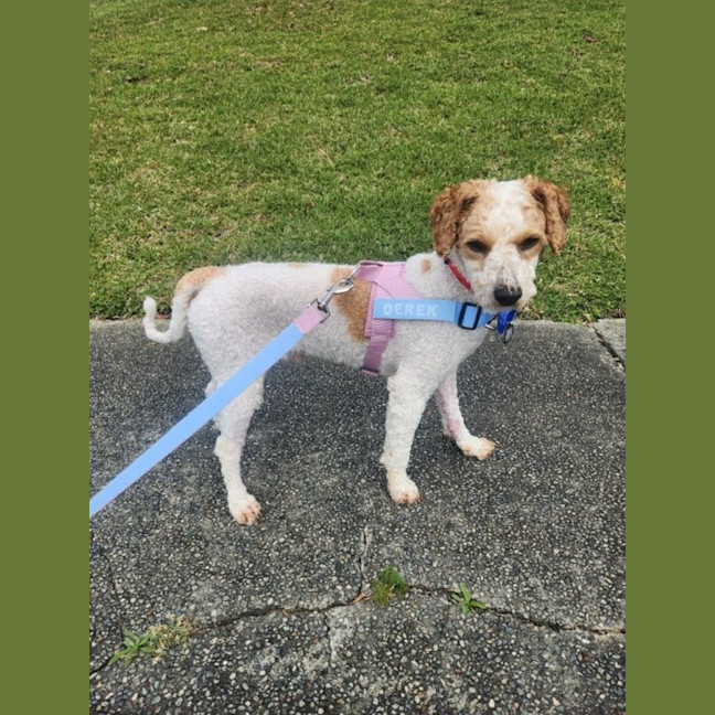 Photo of Derek   2 Year Old Mini Poodle