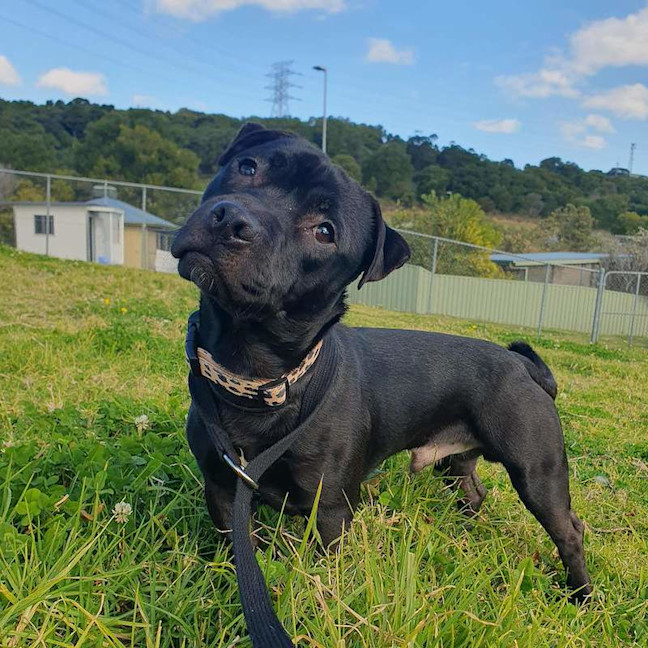 Photo of Peanut