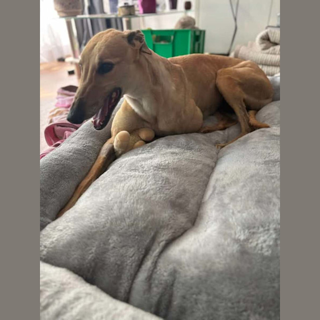 Photo of Kashi, The Greyhound Queen 👑