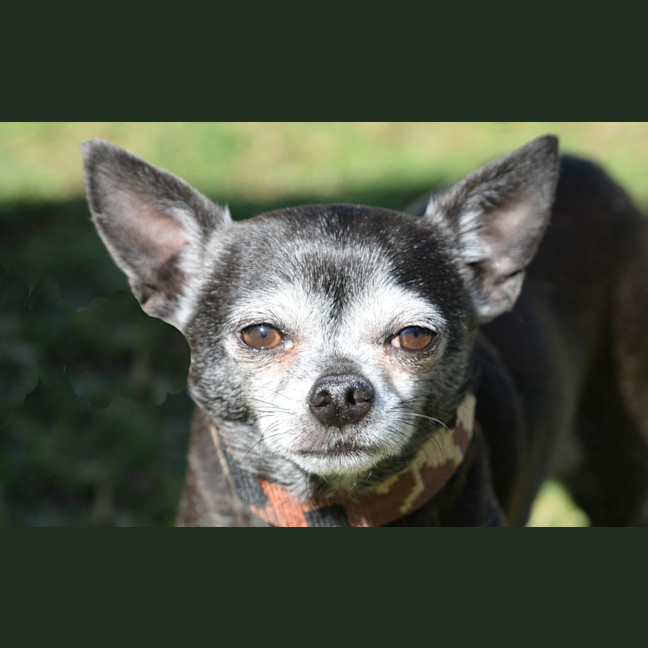 Photo of Atticus