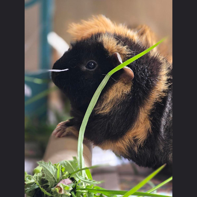 Photo of 🐽 Milo 7580 🐽