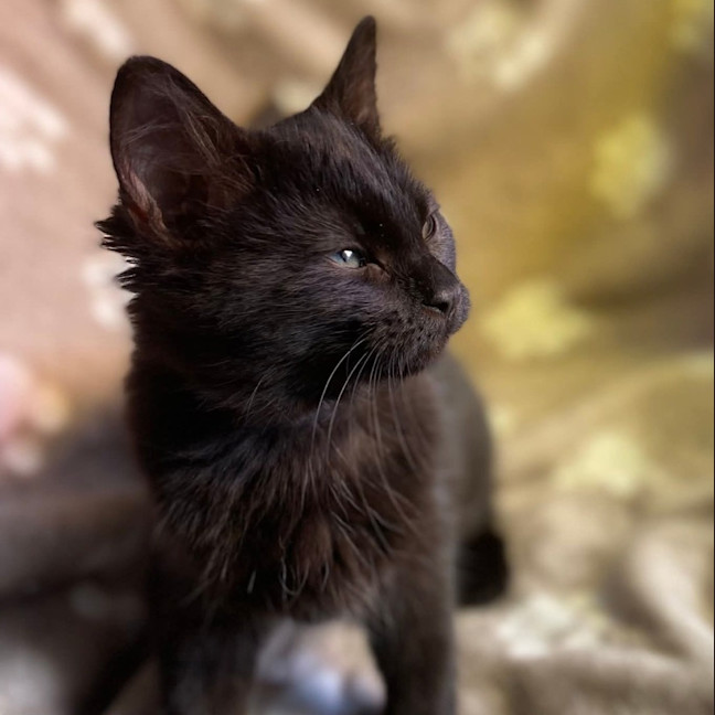Photo of Jazz