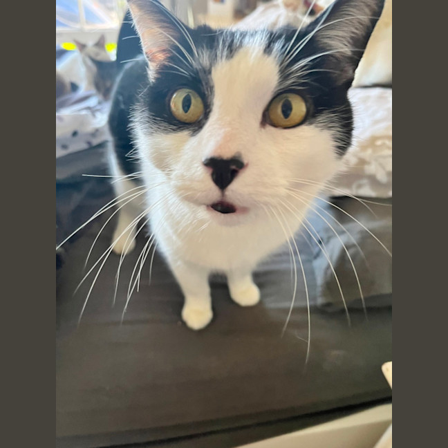 Photo of Owen *9 Lives Project Rescue*