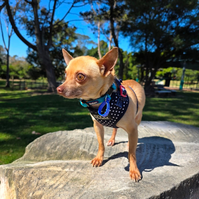 Photo of Pedro   3 Year Old Chihuahua