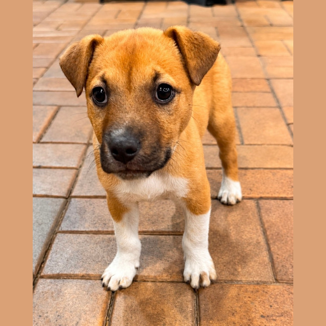 Photo of Otis