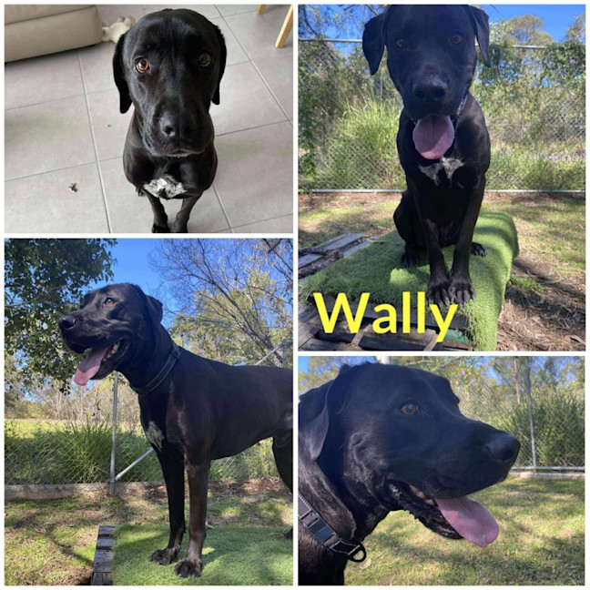Photo of Wally