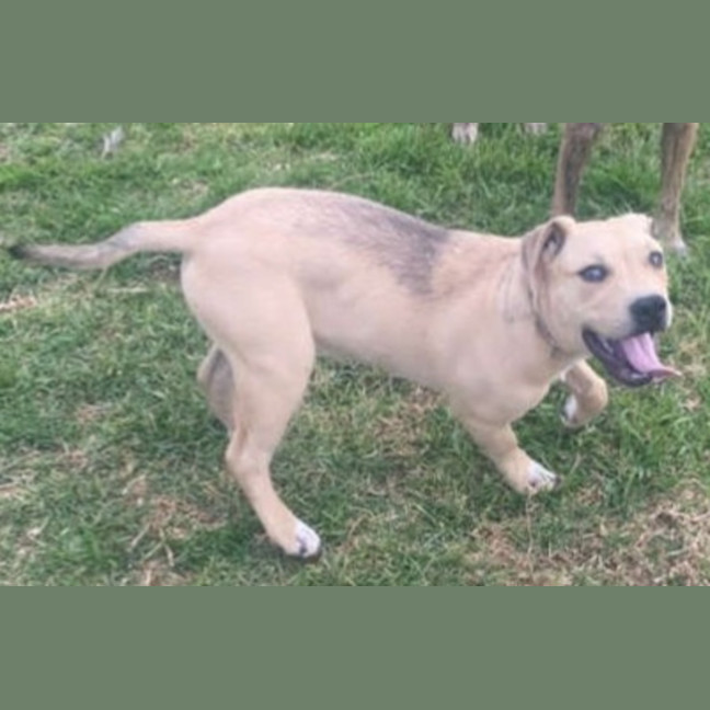 Photo of Zayne ~ 4 Month Old Male Staffy X