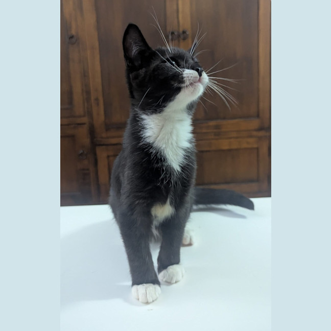 Photo of Figaro