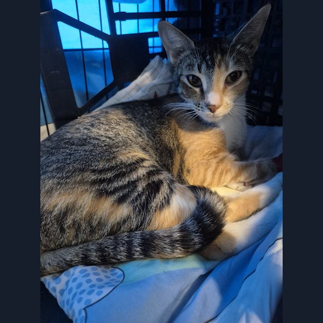 Photo of Lyla