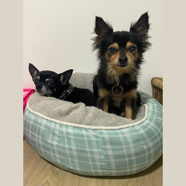 Photo of Lola And Pixie