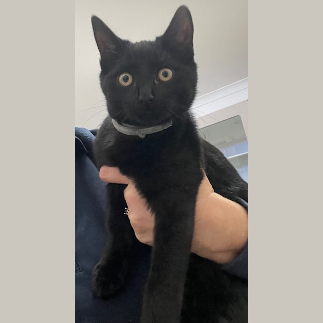 Photo of Truffle (8987)