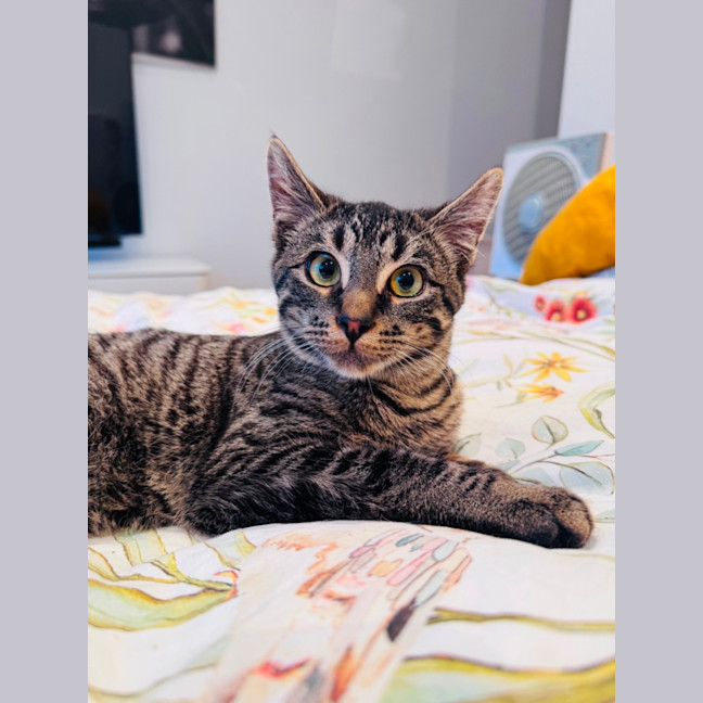 Photo of 🧸 Teddy 🧸