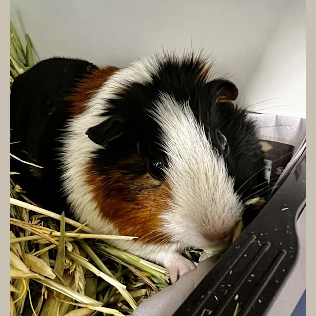Photo of Pignelope