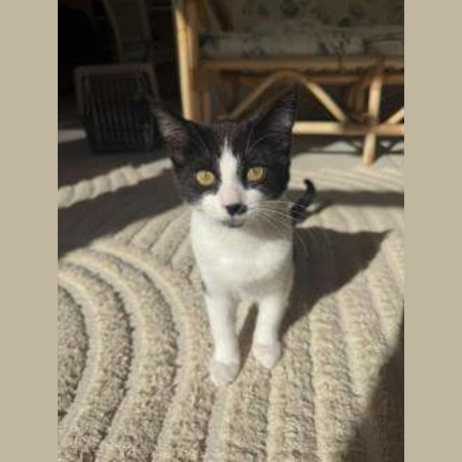 Photo of Ollie