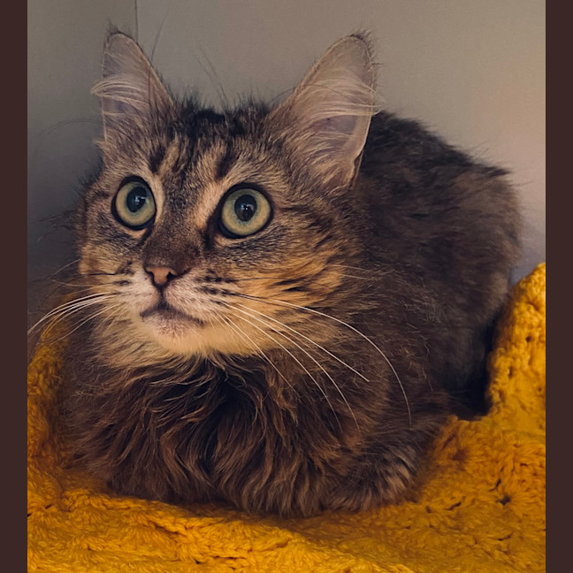 Photo of Meowtini