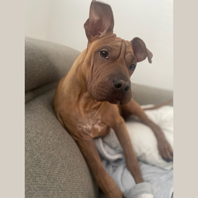 Photo of Shiloh