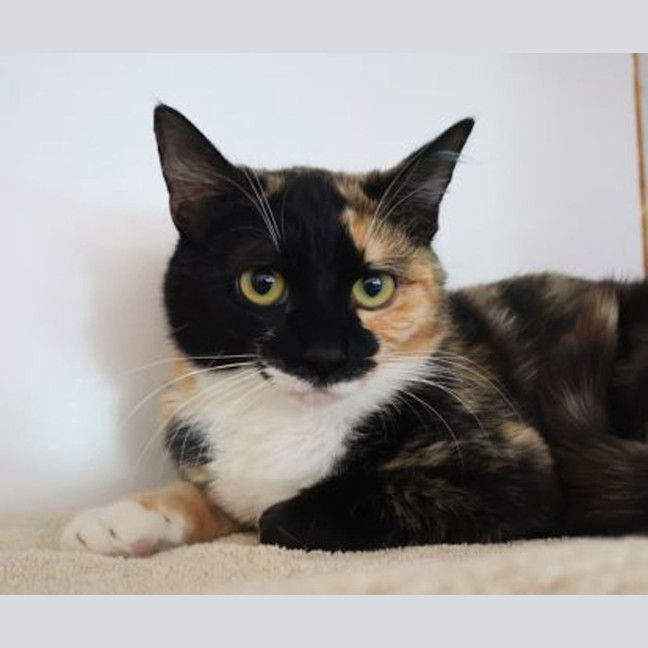 Photo of Nutmeg