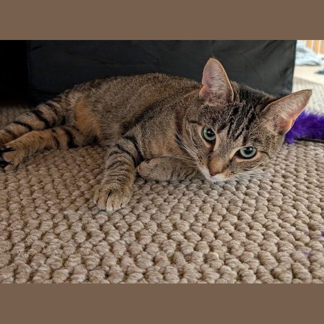 Photo of Gracie Meet Me@Petstock Chelsea Store