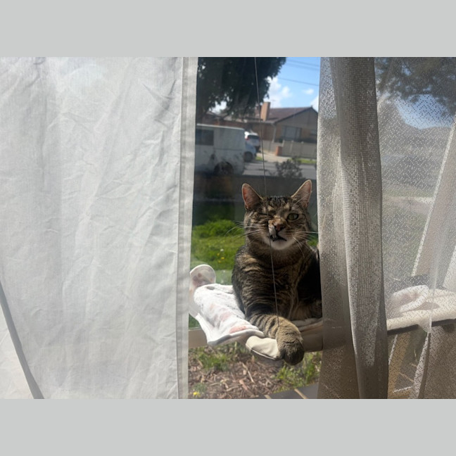 Photo of Tommy