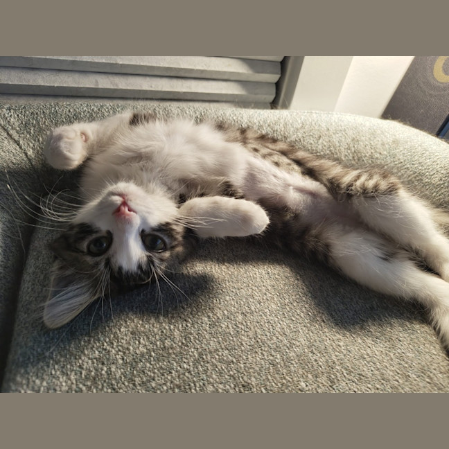 Photo of Milka