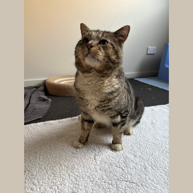Photo of Guppy