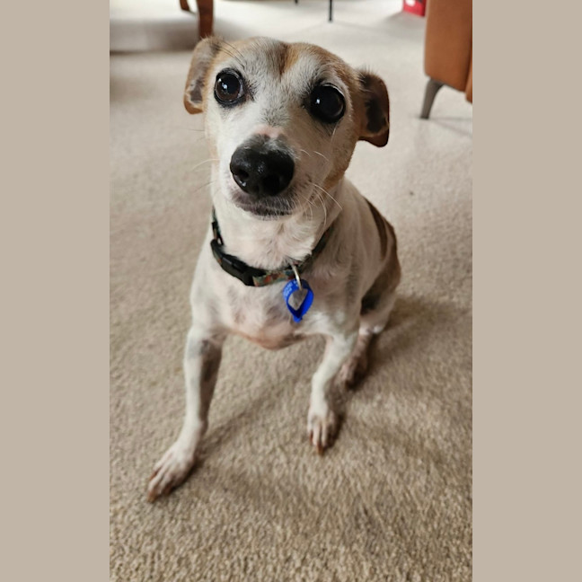 Photo of Billy   10 Year Old Jack Russell X